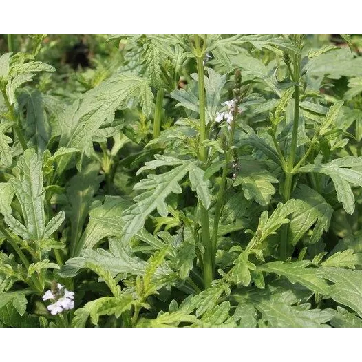 Verbena Officinalis | Bio zaden