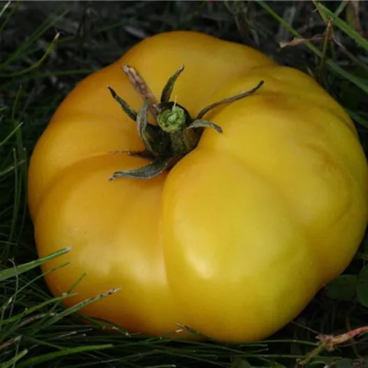 Bio zaden Tomaat Jaune St Vincent