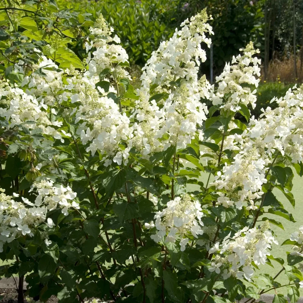 Hortensia paniculé Pink Lady Hydrangea paniculata pink lady