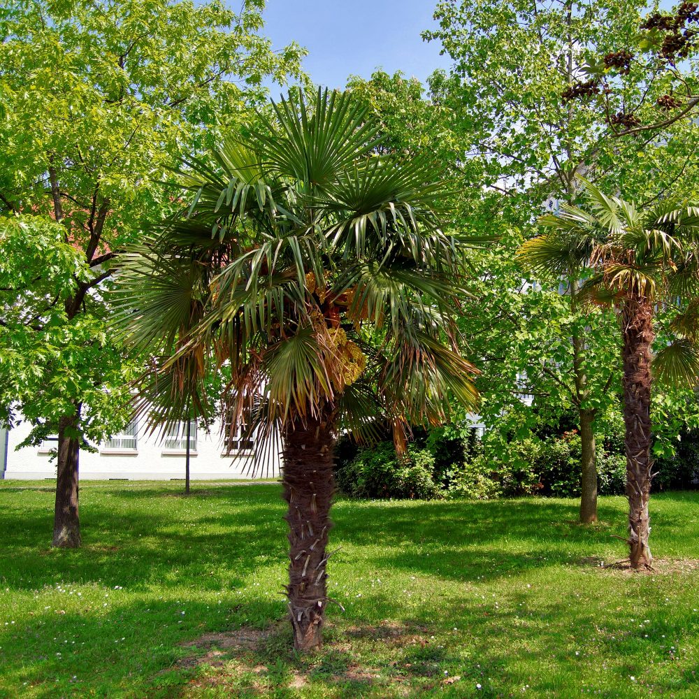 Palmier de Chine Trachycarpus fortunei