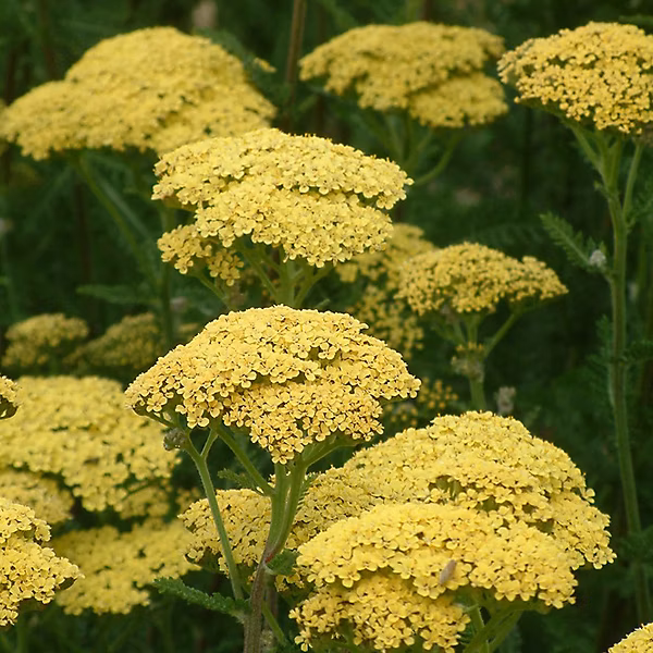 6 x Achillée 'Credo' – Achillea 'Credo', godet 9cm x 9cm