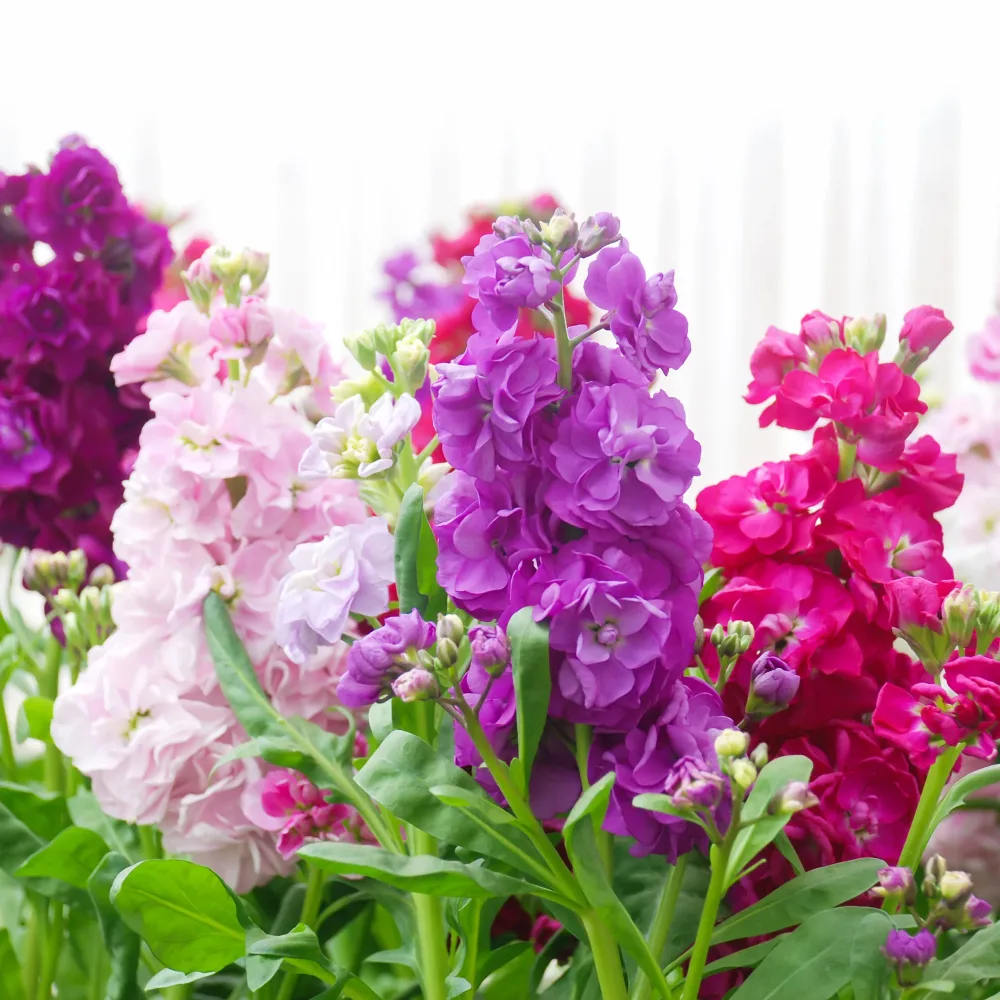 Giroflées Quarantaine en mélange Matthiola incana