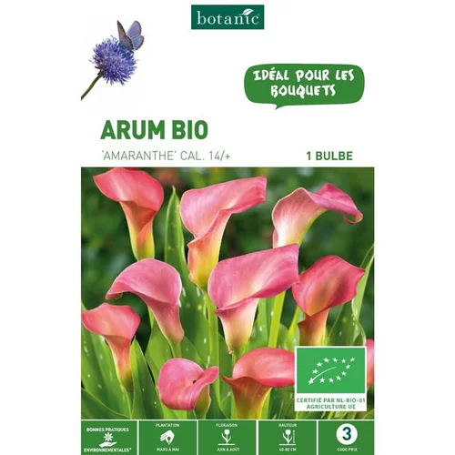 Arum Amaranthe bio rose botanic® - 1 bulbe