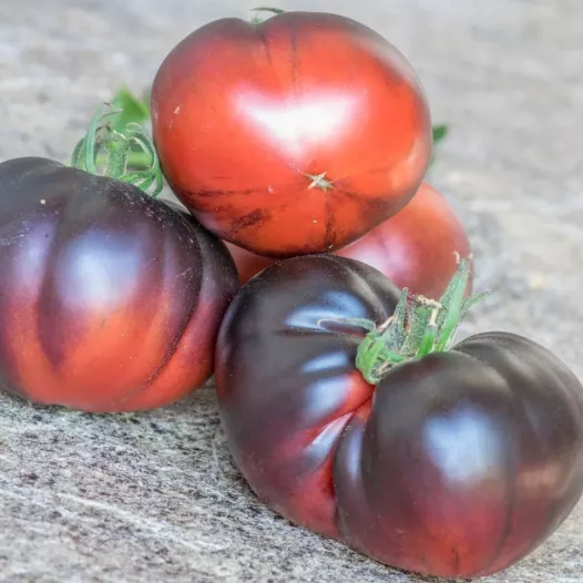 Tomaat Black Beauty, biologische en reproduceerbare zaden.