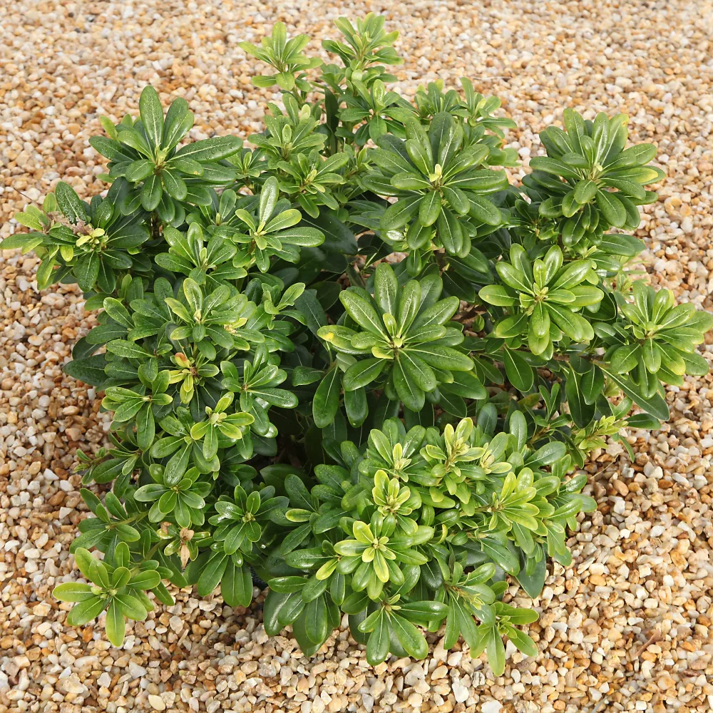 Pittosporum tobira ‘nana’ Pittosporum tobira Nana
