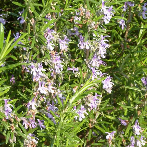 Romarin Rampant tige en pot de 5 L bleu