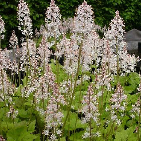6 x Tiarelle 'Tiger Stripe' – Tiarella 'Tiger Stripe', godet 9cm x 9cm
