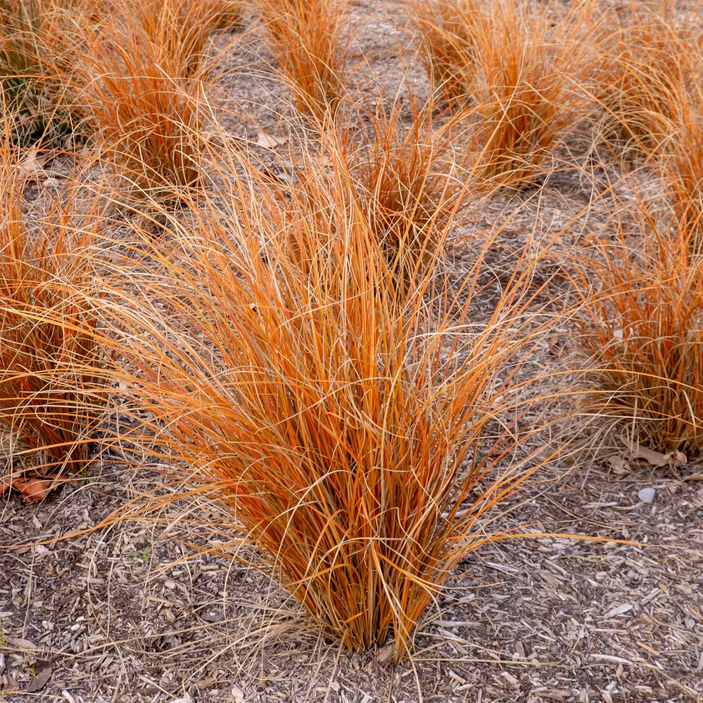 Laîche de Nouvelle-Zélande - Carex Bronze Form Carex comans bronze form