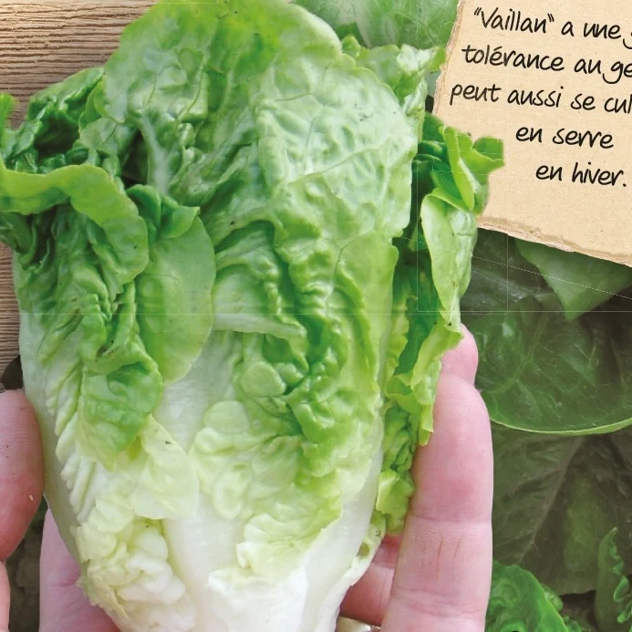 Laitue romaine Little Gem Vailan Lactuca sativa little gem vailan