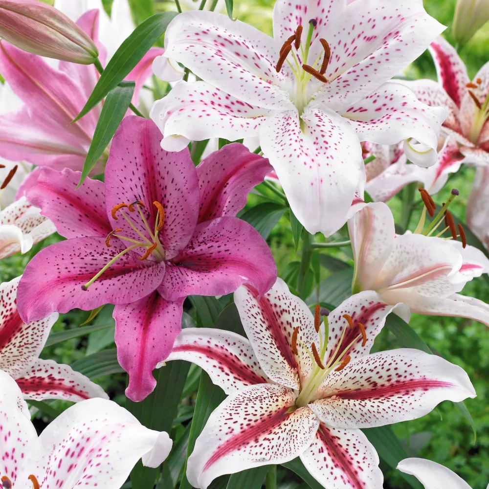 6 Lis orientaux tigrés en mélange Lilium orientalis Dizzy, Muscadet, Tigermoon