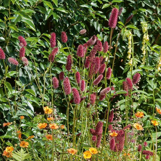 Pimprenelle - Sanguisorbe officinale Sanguisorba officinalis