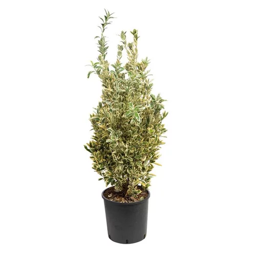 Euonymus Japonicus Bravo vert 40/60 cm en pot de 10 L