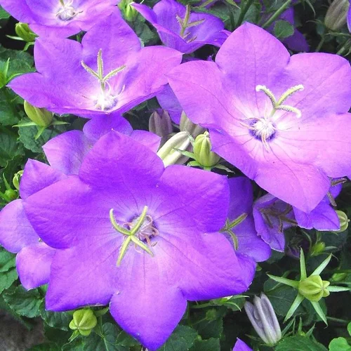 Campanule des Carpates - Le pot de 1 litre