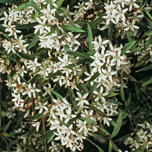 Eriostemon mioporoïdes en pot de 3 litres