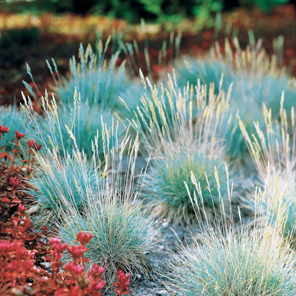 Fétuque bleue Elijah Blue Festuca glauca Elijah Blue