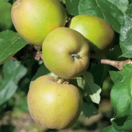 Pecher Reine Des Vergers. Le pot de 10 litres forme gobelet