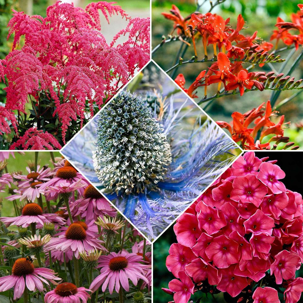 14 Vivaces Bees and Butterflies en mélange Echinacea purpurea, eryngium alpinum, crocosmia, astilbe, phlox