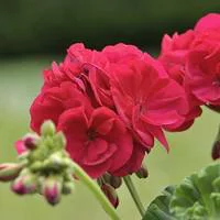 Géranium zonale - La jardinière de 50 cm