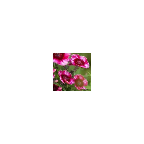 Œillet de Chine - La jardinière de 25 cm