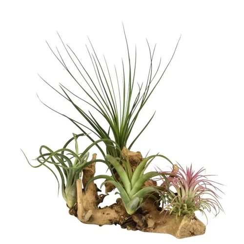 Tillandsia vert x 4 avec racine 20 cm