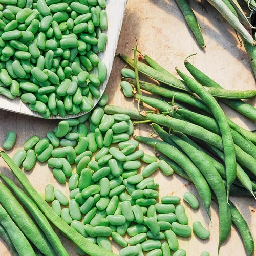 Haricot nain Flageolet Chevrier vert Flagrano Phaseolus vulgaris chevrier vert flagrano