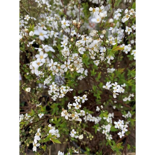 Spirée Thunbergii blanc. Le pot de 7 litres