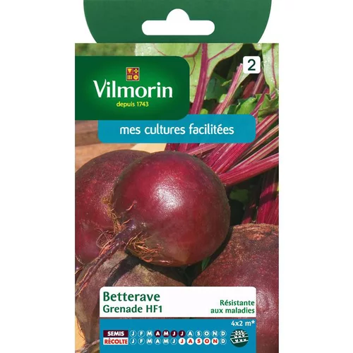 Graines de betterave grenade HF1 Vilmorin - graines à semer
