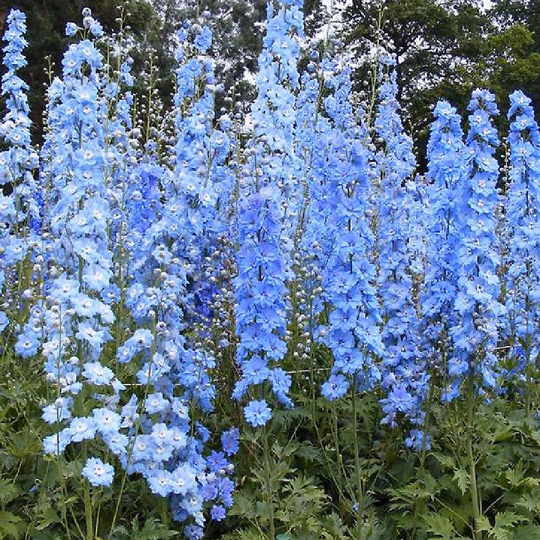 6 x Pied d'Alouette belladone – Delphinium 'Summer Skies', godet 9cm x 9cm