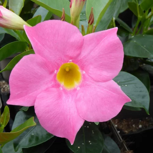 Dipladenia - Le pot de 8,7 litres