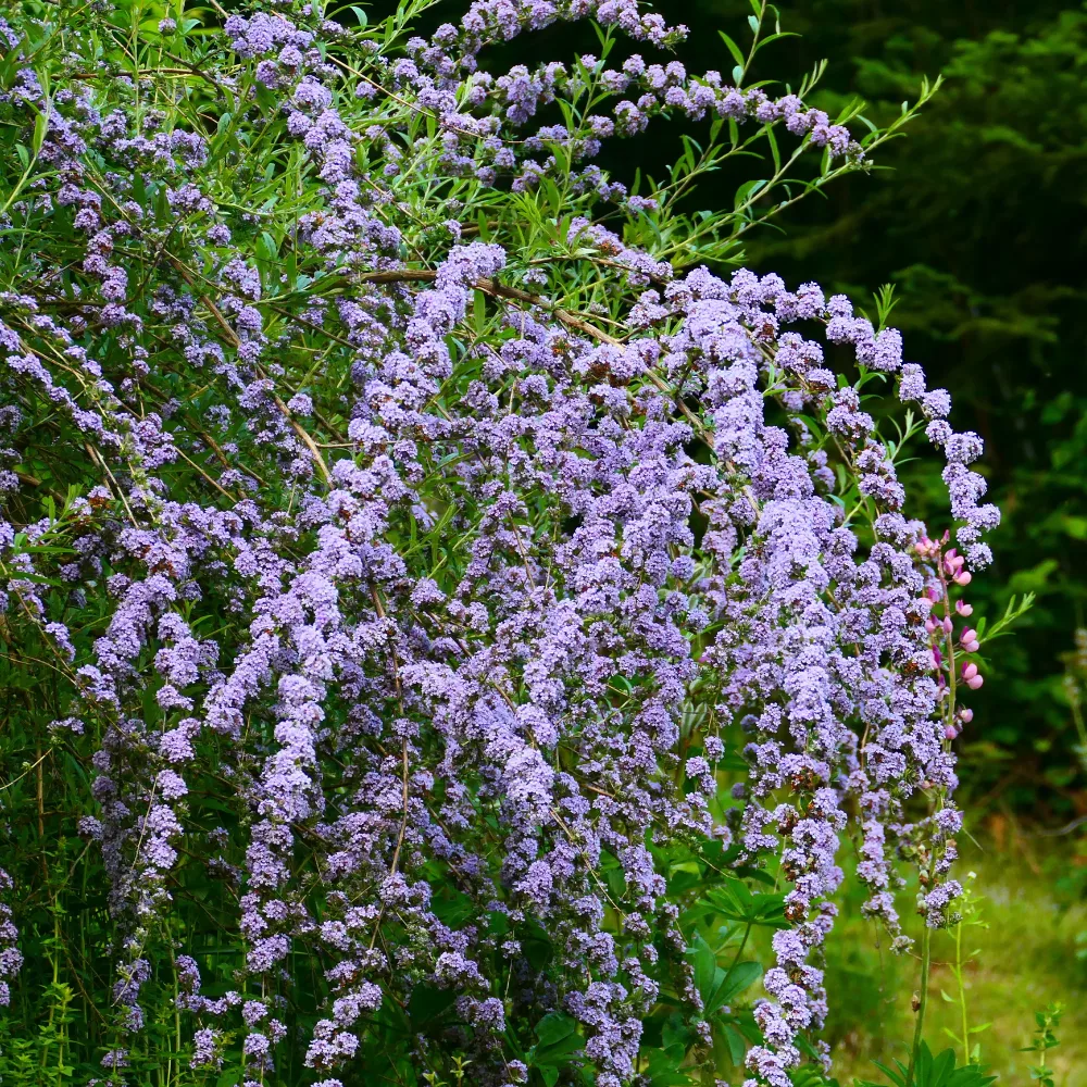 Arbre à papillons à feuilles alternes Buddleja alternifolia