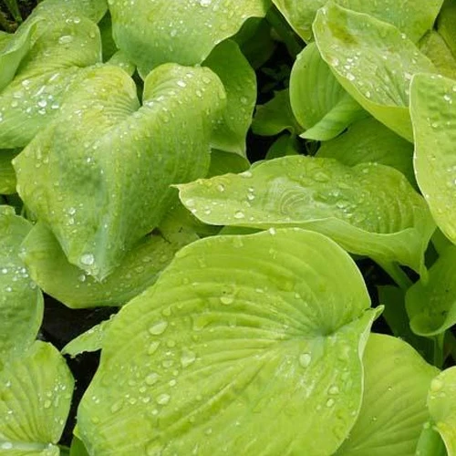 Hosta Golden Sunburst Hosta hybride golden sunburst