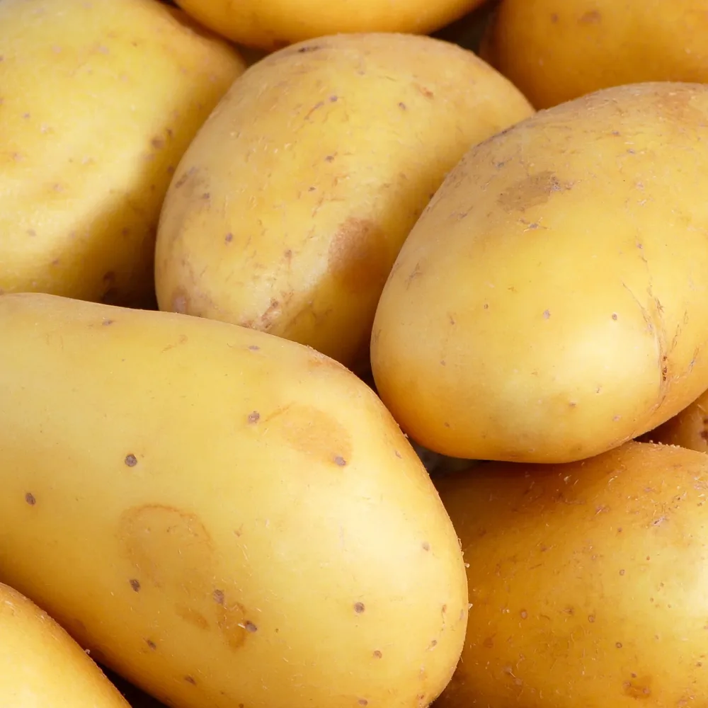 25 Pommes de terre Goldmarie Solanum tuberosum goldmarie