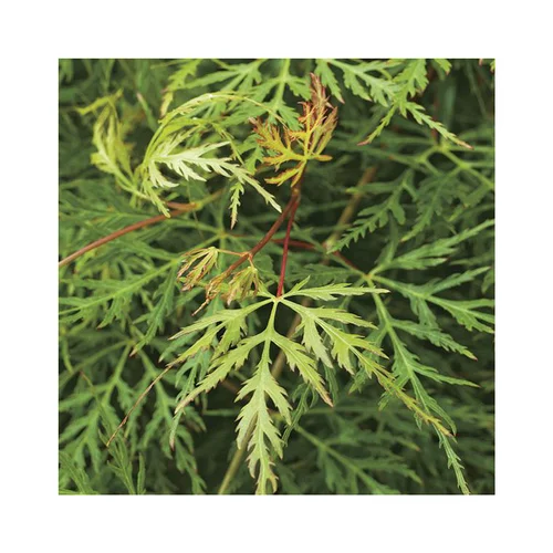 Erable du Japon (ACER PALMATUM DISSECTUM EMERALD LACE ) Le pot de 7 litres