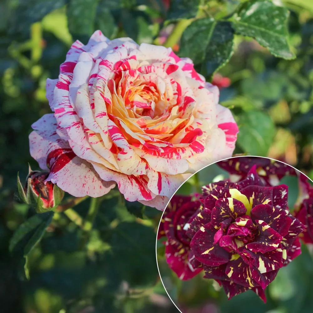 Rosier buisson Abracadabra® Koramsaro Rosa Abracadabra® Koramsaro