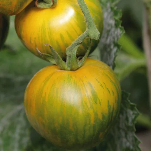 Tomate Ronde Green Zebra bio. Le pot de 9 x 9 cm