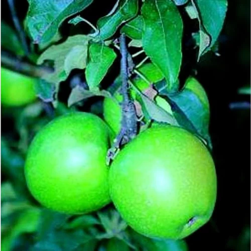Pommier Granny Smith. Le pot de 15 litres forme 1/2 tige