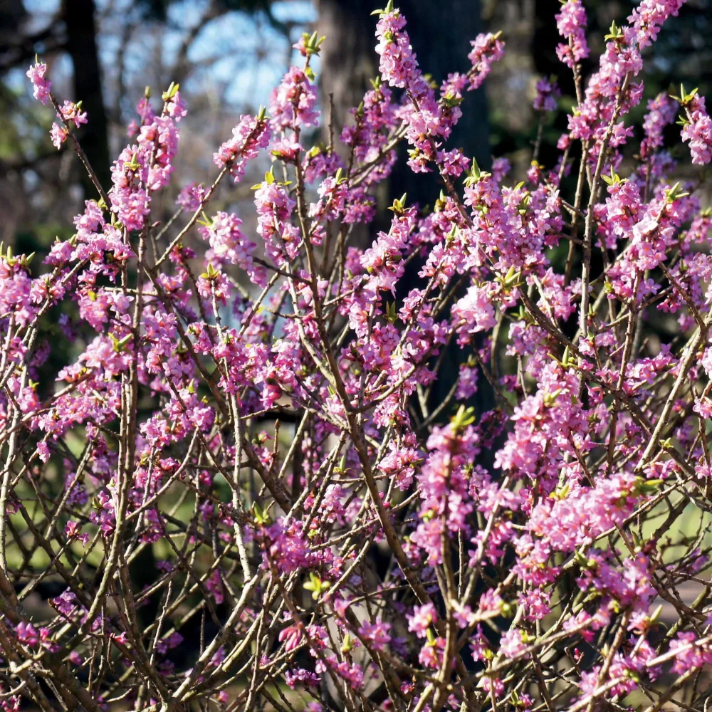 Bois joli Daphne mezereum rubra