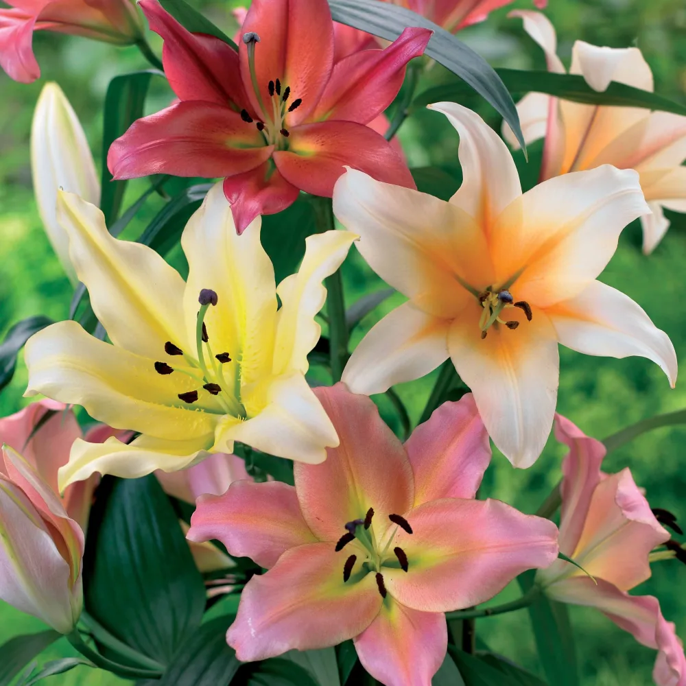 4 Lis OT en mélange Lilium