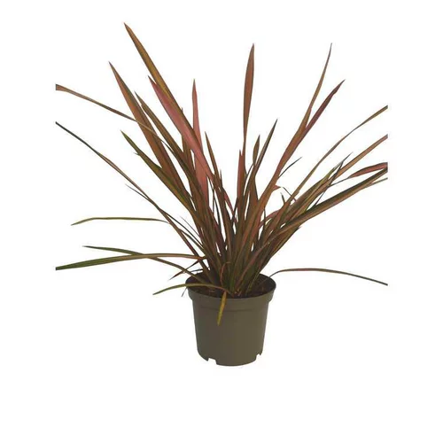 Lin de Nouvelle-Zélande en pot de 5 litres