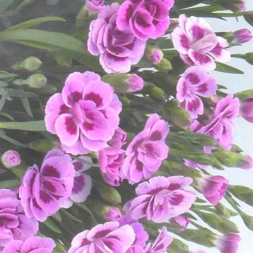 Œillet Pink Kisses - Le pot de 0,5 litre