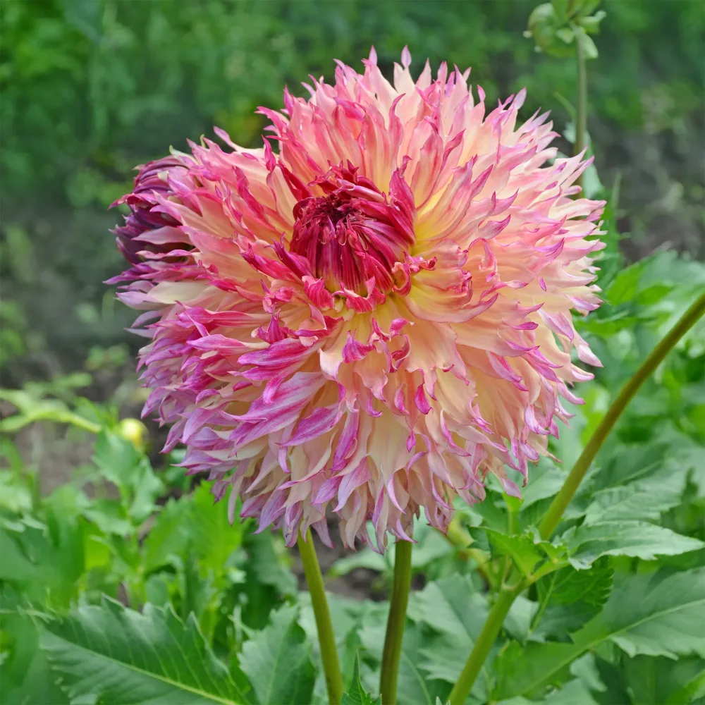 Dahlia Fubuki Myrtle's Folly Dahlia fubuki Myrtle's Folly