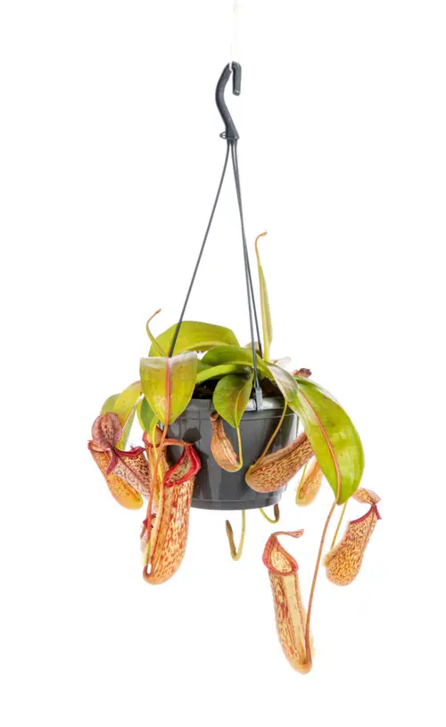 Plante carnivore Nepenthes verte. La suspension Ø 14 cm