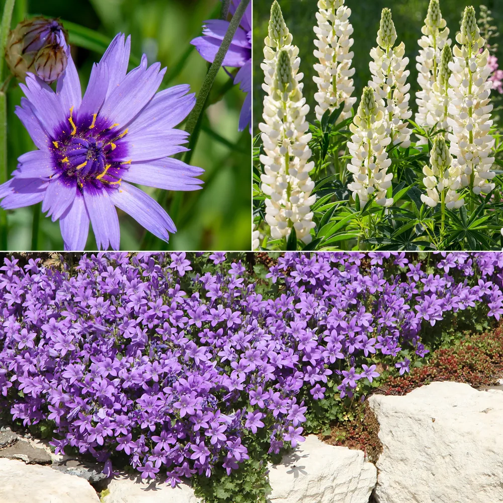 Vivaces Bleues et Blanches Campanula, Lupinus, Catananche