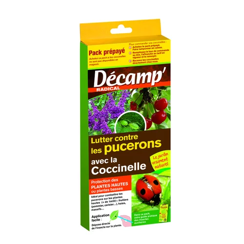 Coccinelles Adalia Bipunctata carnet