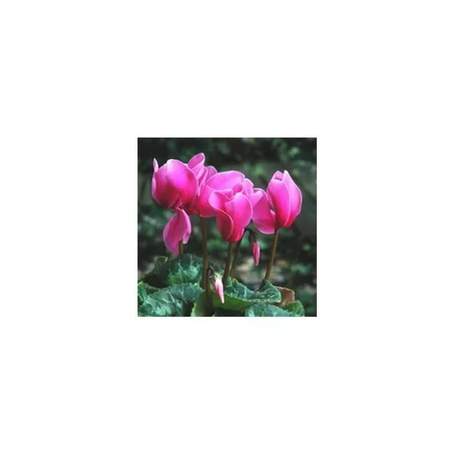 Mini Cyclamen et feuillage. La jardinière de 30 cm