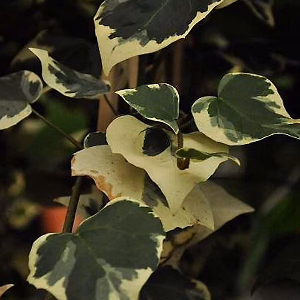 2 x Lierres de colchide – Hedera colchica 'dentata Variegata', 50-60 cm pot