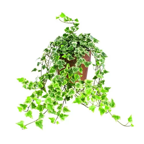 Hedera ou lierre dans son pot en terre Ø 14 cm