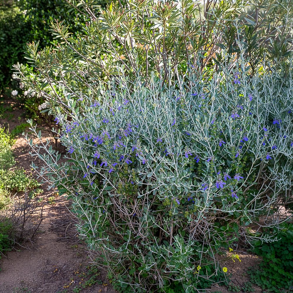 Germandrée arbustive Azureum Teucrium fruticans 'azureum'