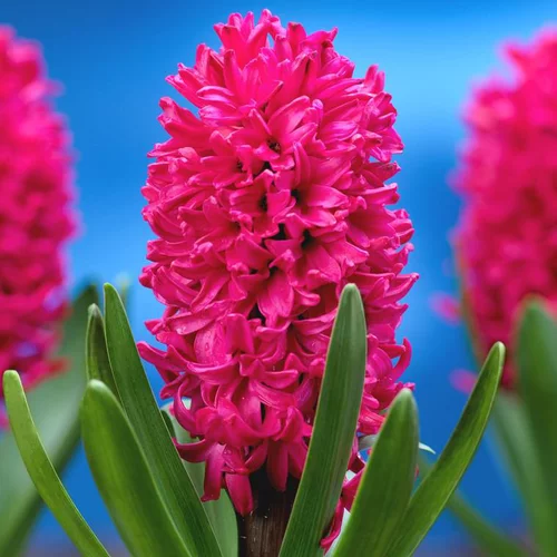 Jacinthe Red Glory - Le godet