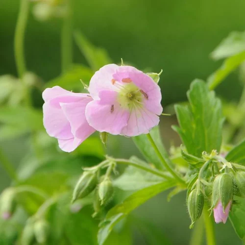 Géranium vivace chatto rose en pot de 2 L